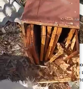 Воїн ЗСУ на Луганщині побачив зруйнований вулик і почав рятувати бджіл, - ВІДЕО