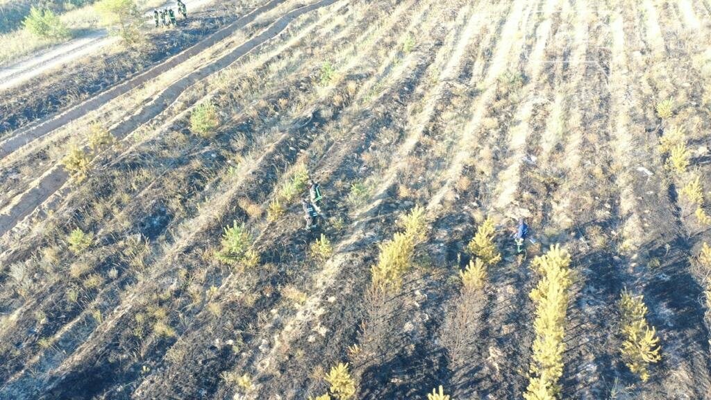 Пожар в Трехизбенском лесничестве ликвидирован, - ВИДЕО, фото-1 Пожар в Трехизбенском лесничестве ликвидирован, - ВИДЕО, фото-1