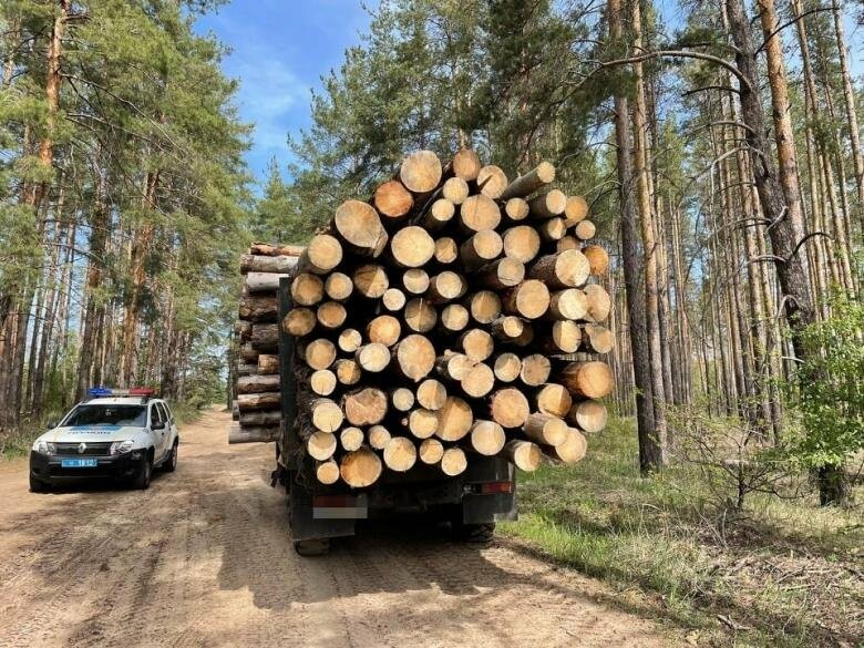 Транспортировка древесины. Деревья Луганщины. Незаконная перевозка древесины. Перевозка дерева живот.