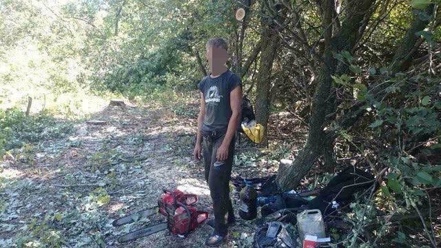 В Луганской области задержали нелегальных лесорубов В Луганской области задержали нелегальных лесорубов, Ольга Романова