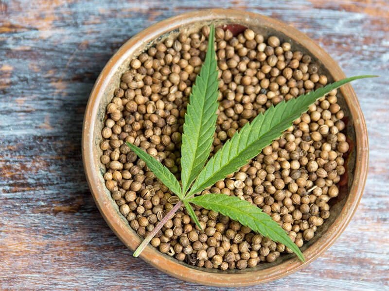 Семена конопляные выращивание кашель после курения марихуаны