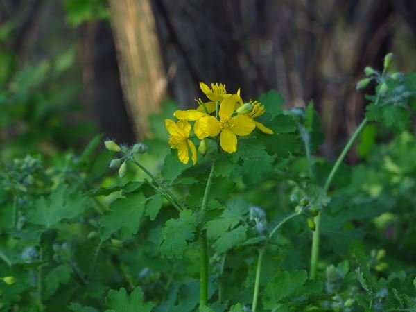 IMG_1136