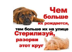 Фото на страницу